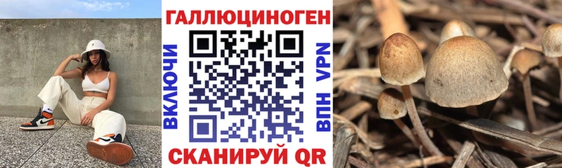 Купить где  Аша  Галлюциногенные грибы Psilocybe 